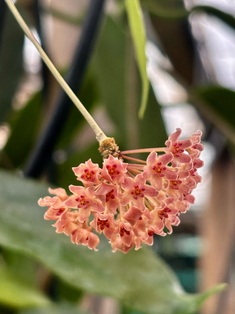 Hoya camphorifolia H147