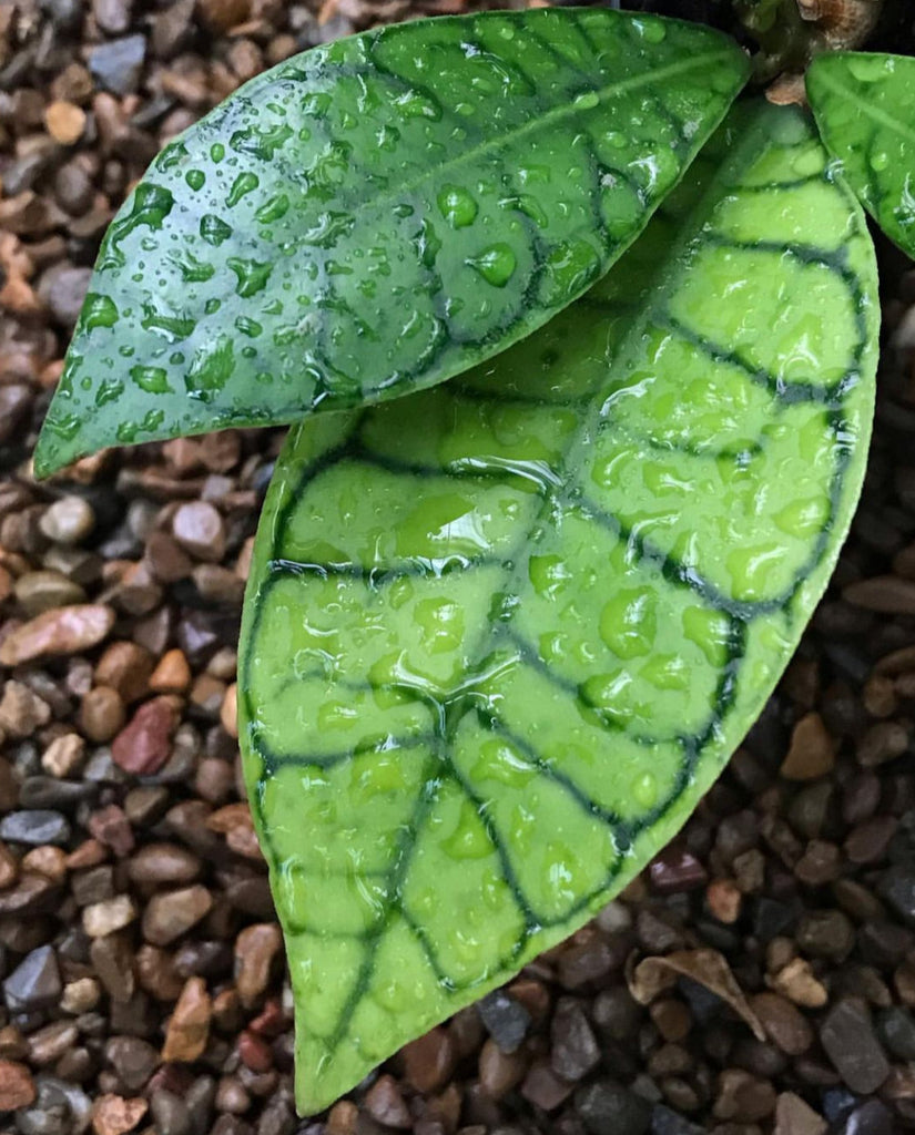 Hoya sp. Kalimantan IML 1168 H141