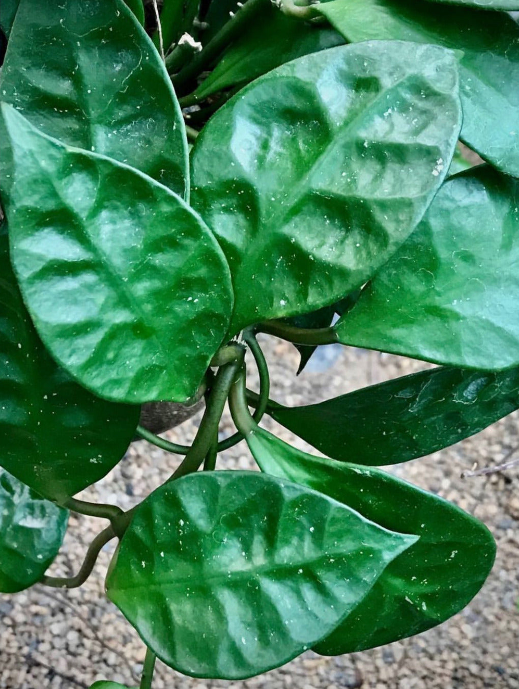 Hoya rundumensis Sarawak IML 1212 H126