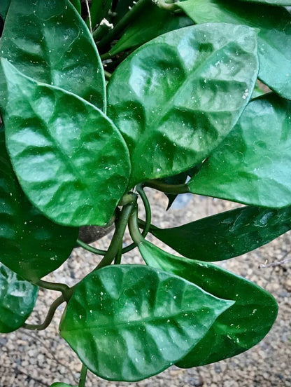 Hoya rundumensis Sarawak IML 1212 H126