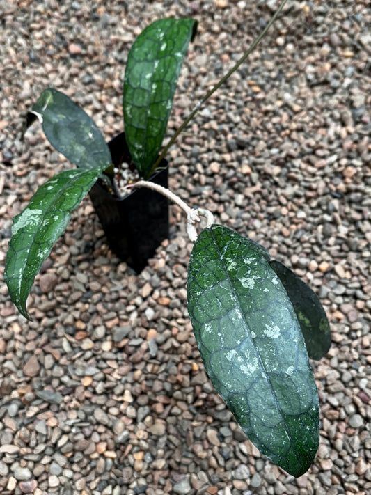 Hoya aff. clemensiorum H488