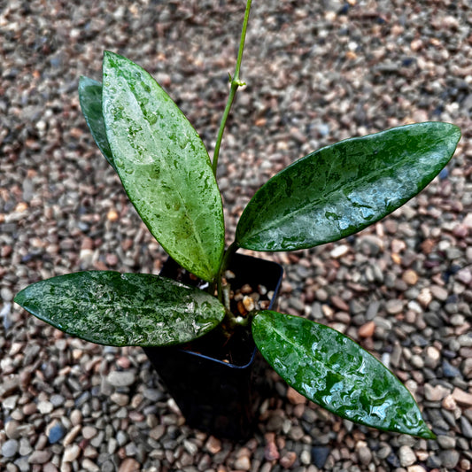 Hoya 'Rime' (splash) H415