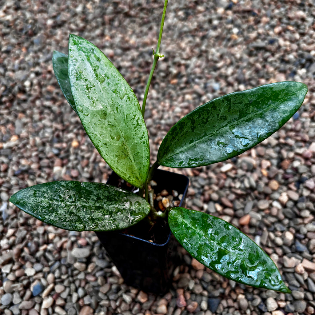 Hoya 'Rime' (splash) H415