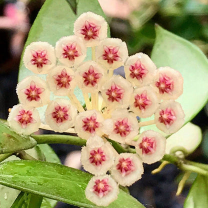 Hoya walliniana H30