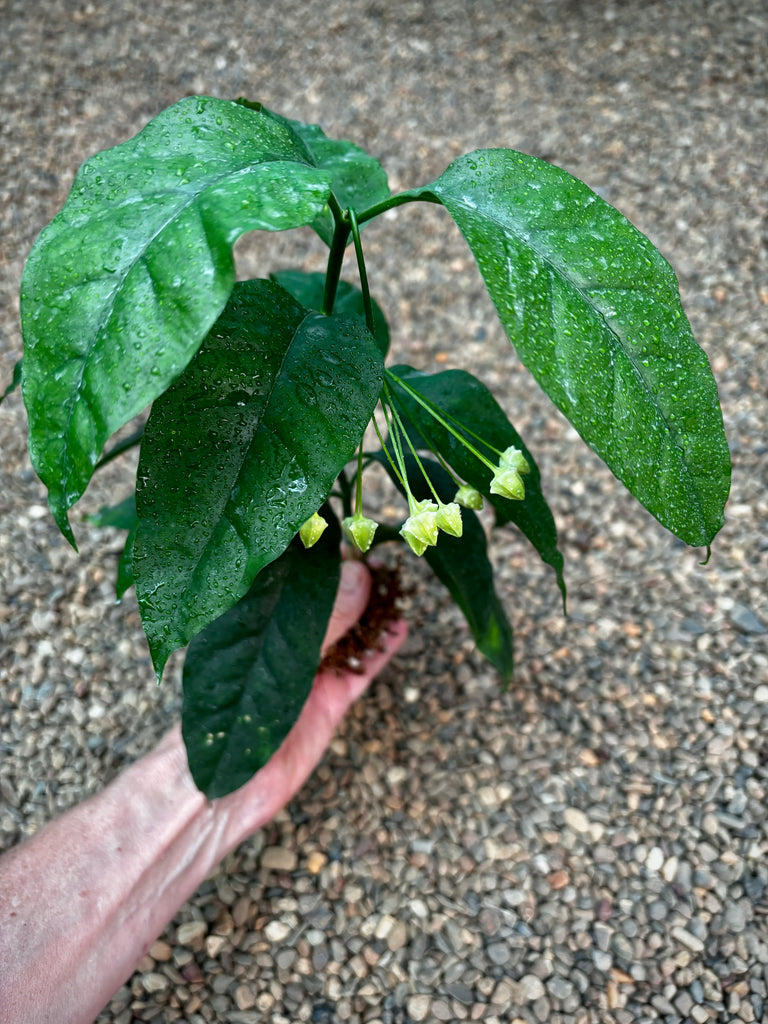 Hoya multiflora H16