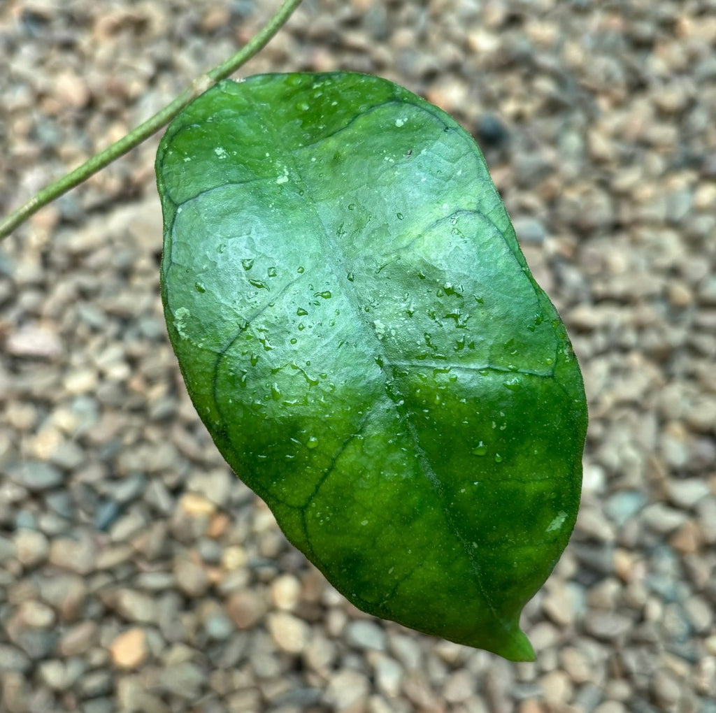 Hoya callistophylla Borneo IML 0554 H378