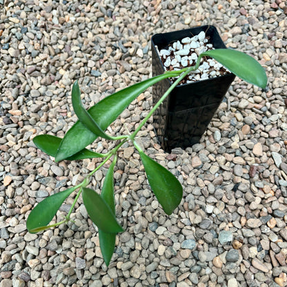 Hoya aff. pubifera IML 1282 H78