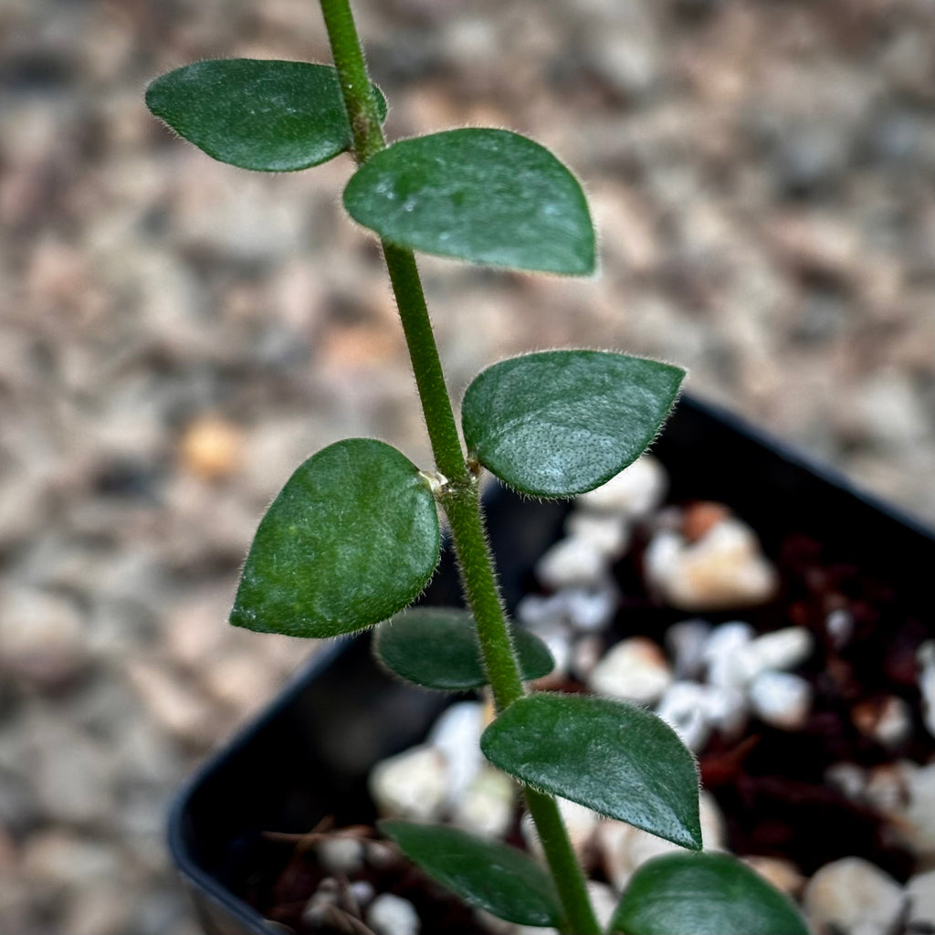 Hoya chinghungensis H428