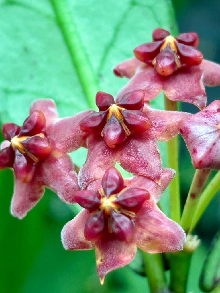 Hoya lobbii 'red' IML 1161 H244