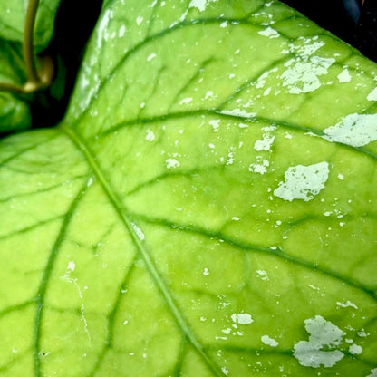 Hoya meredithii H174