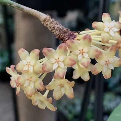 Hoya incrassata Philippines IML 0187 H35