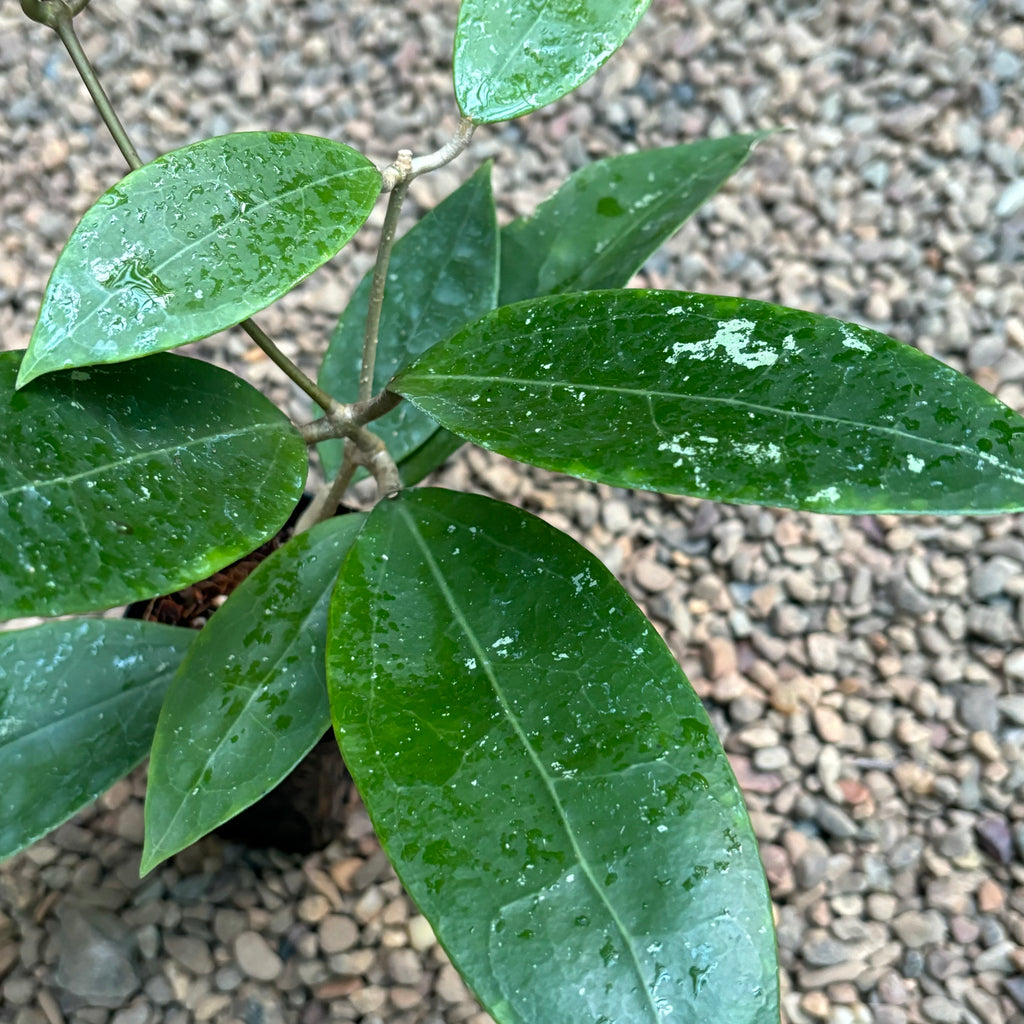 Hoya sp. Bintulu IML 1646 H304