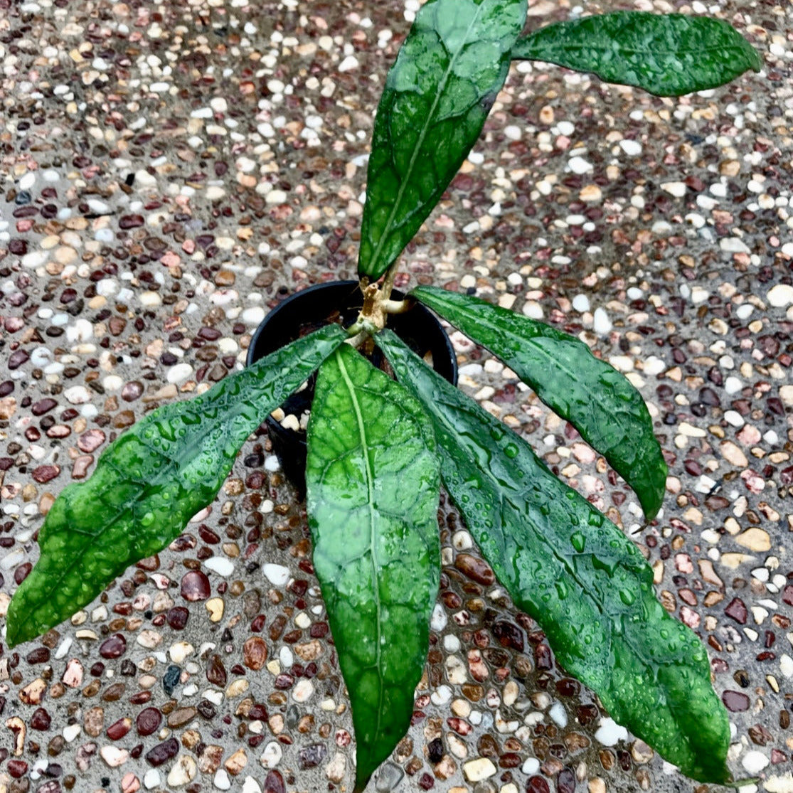 Hoya clemensiorum Sabah IML 1752 H161