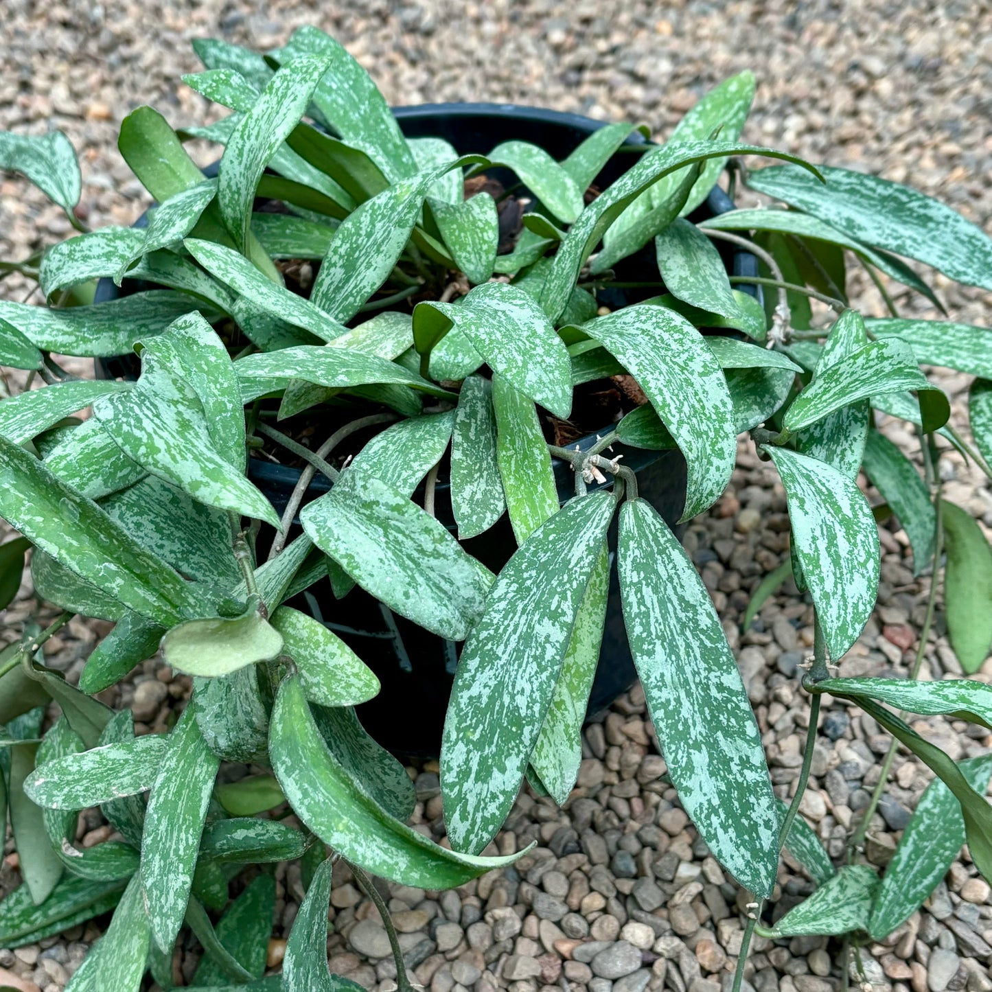 Hoya sigillatis IML 1601 H131