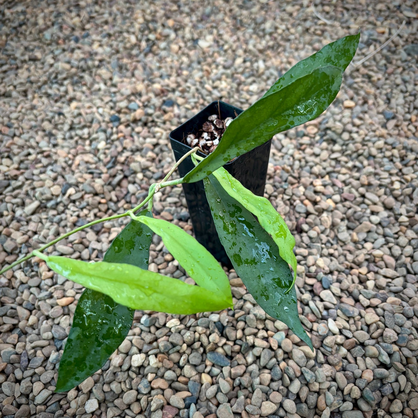 Hoya scortechinii IML 0755 H452