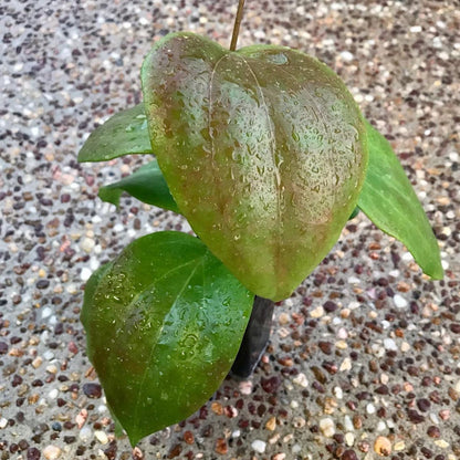 Hoya pentaphlebia IML 0391 H249