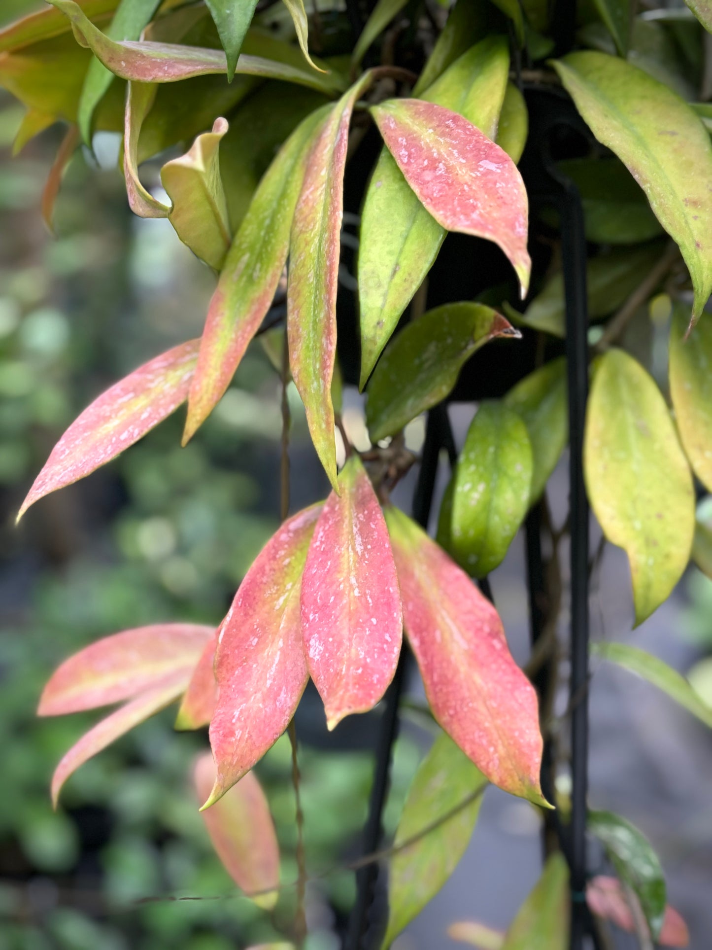 Hoya pubicalyx H165