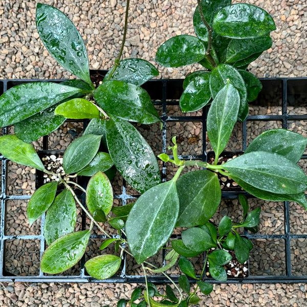 Hoya R83 New To Store - Hoya Store Australia