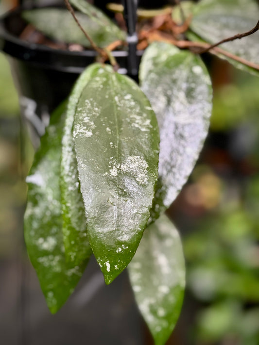 Hoya caudata Sumatra IML 0965 H36
