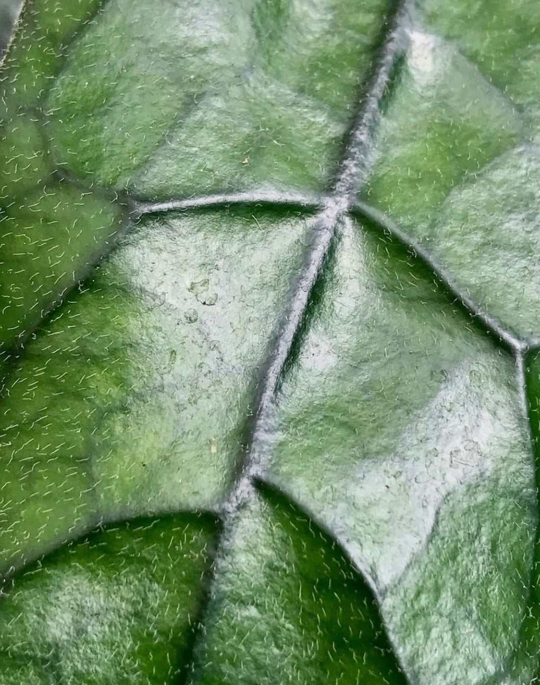 Hoya villosa Vietnam IML 1663 H156