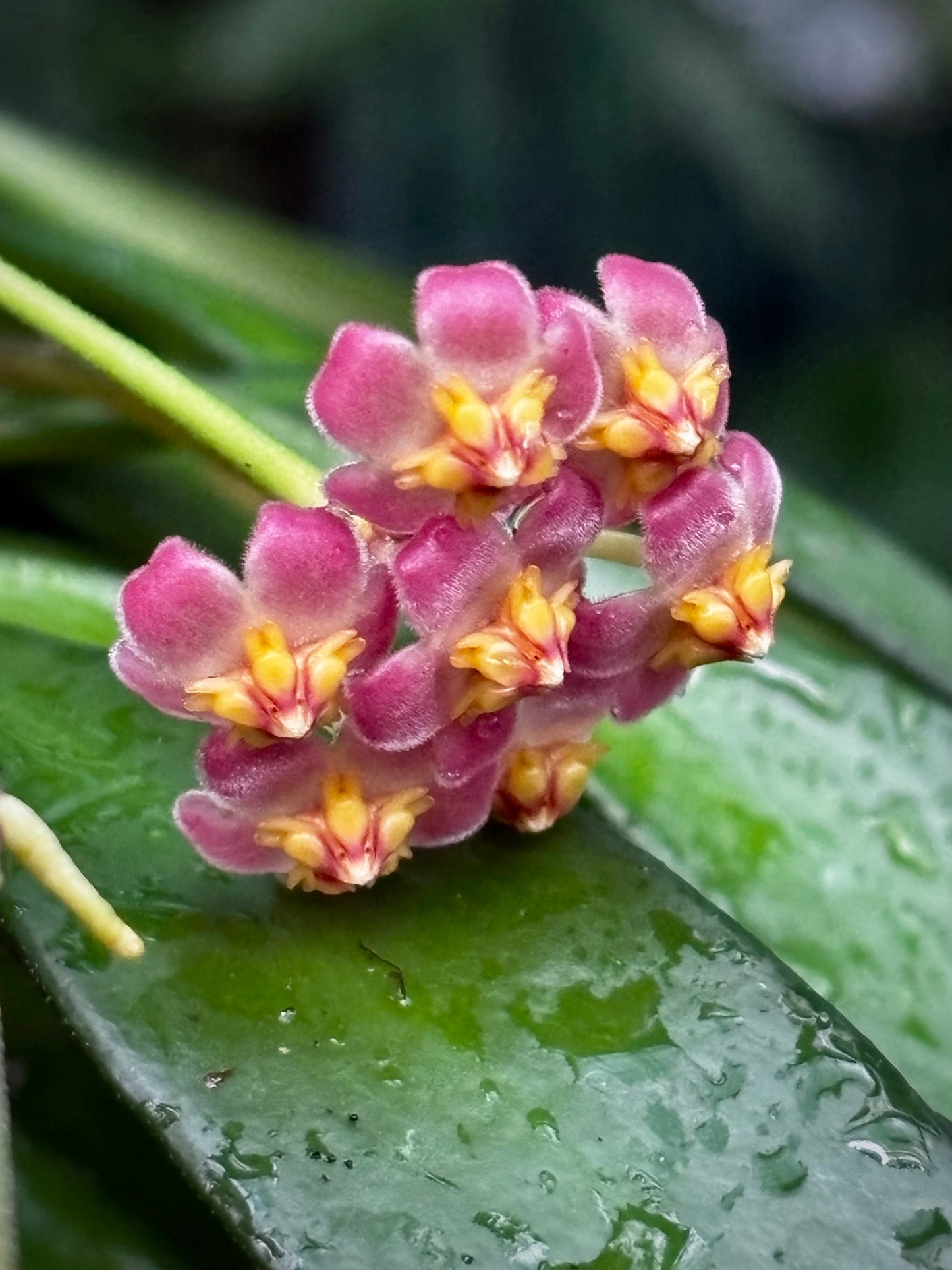 Hoya davidcummingii IML 0892 H55