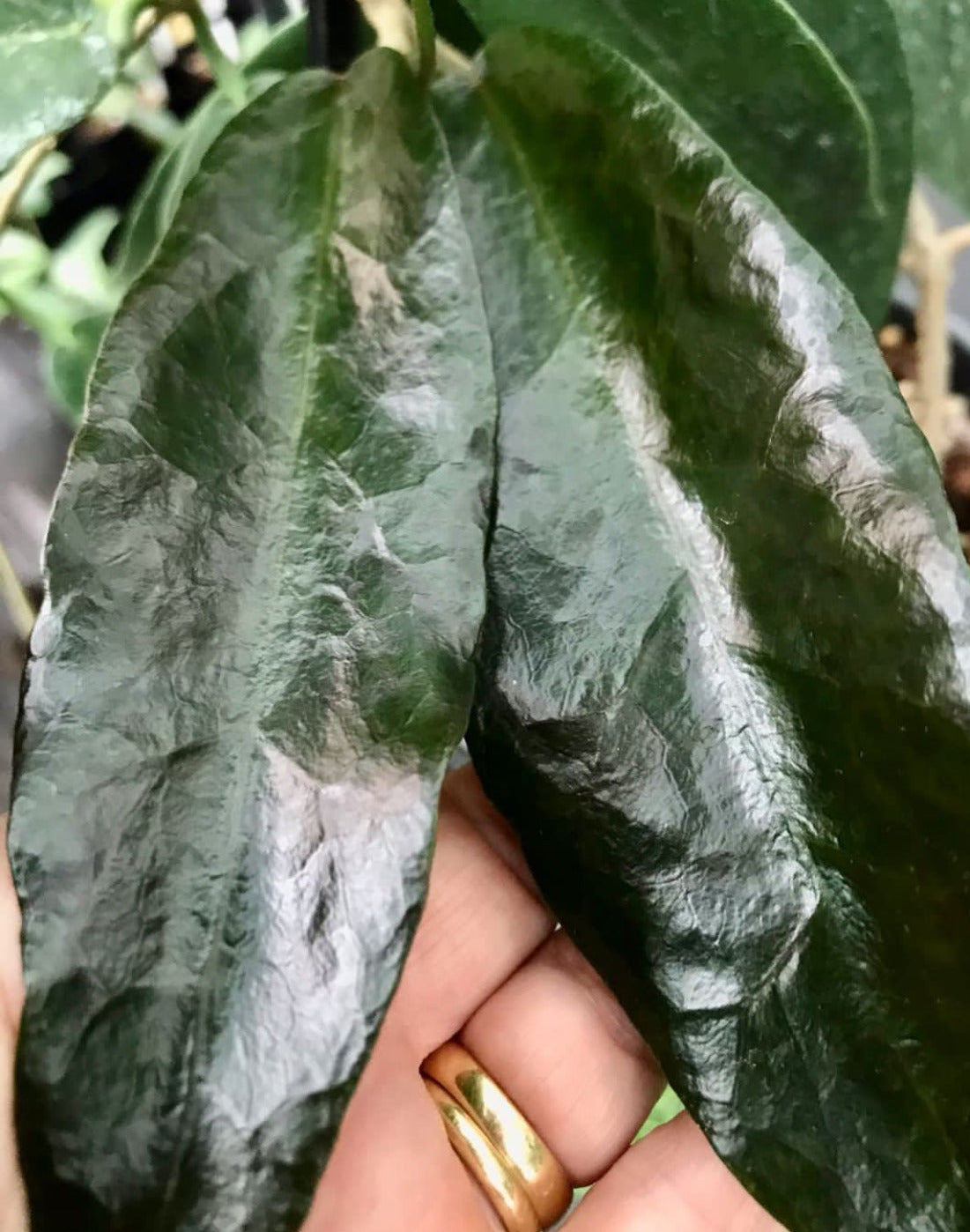 Hoya macgillivrayi 'Massey River Qld.' IML 0017 H65