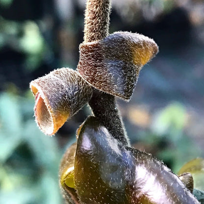 Hoya compacta Dwarf Rope H204