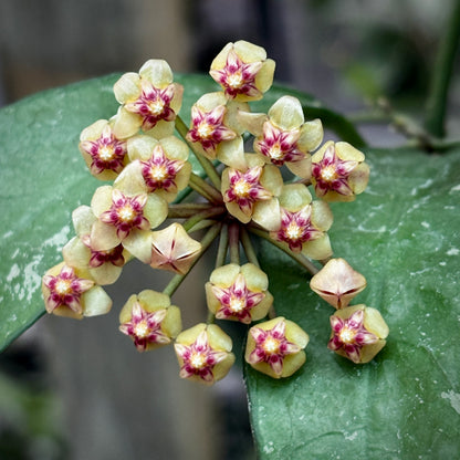 Hoya aff. plicata Malay Peninsula IML 1566 H313