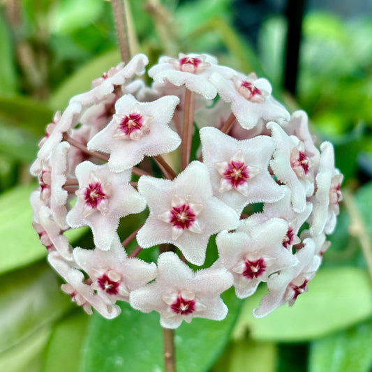 Hoya 'Shepherdell' H207