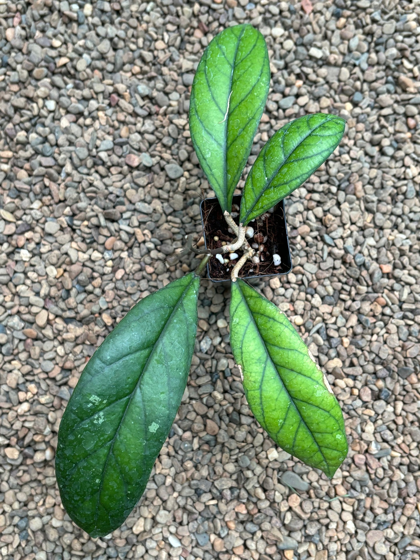 Hoya aff. forbesii IML 1029 H136