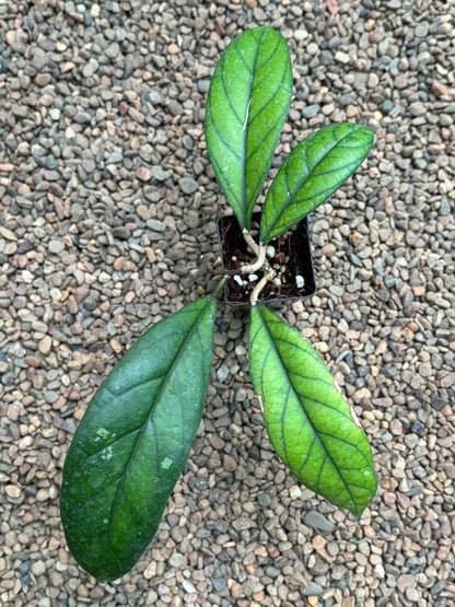 Hoya aff. forbesii IML 1029 H136