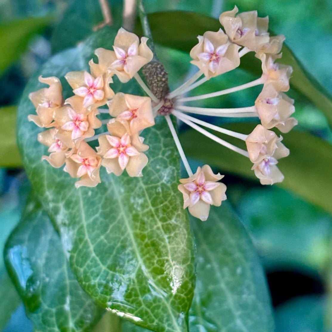 Hoya fitchii IML 1683 H234