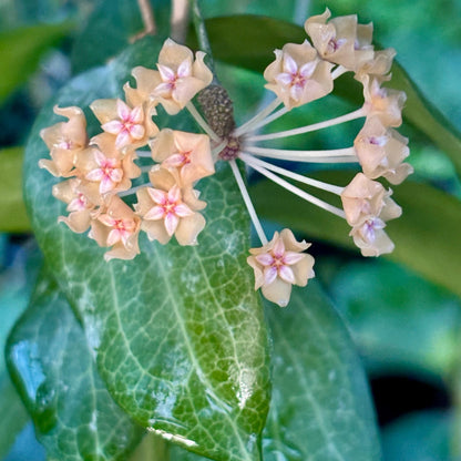 Hoya fitchii IML 1683 H234
