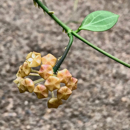Hoya chunii (chuniana) H150