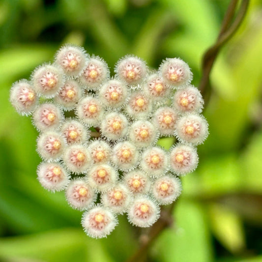 Hoya parviflora H181
