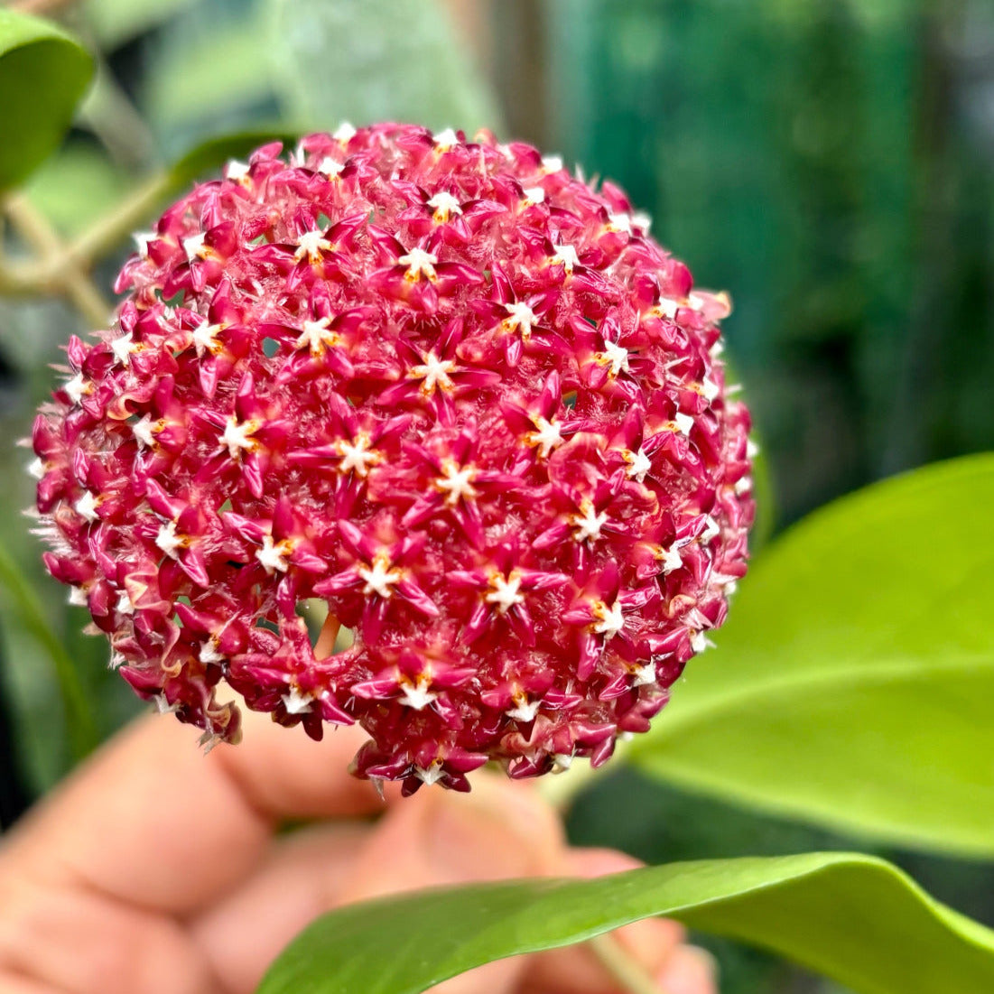 Hoya mindorensis H40