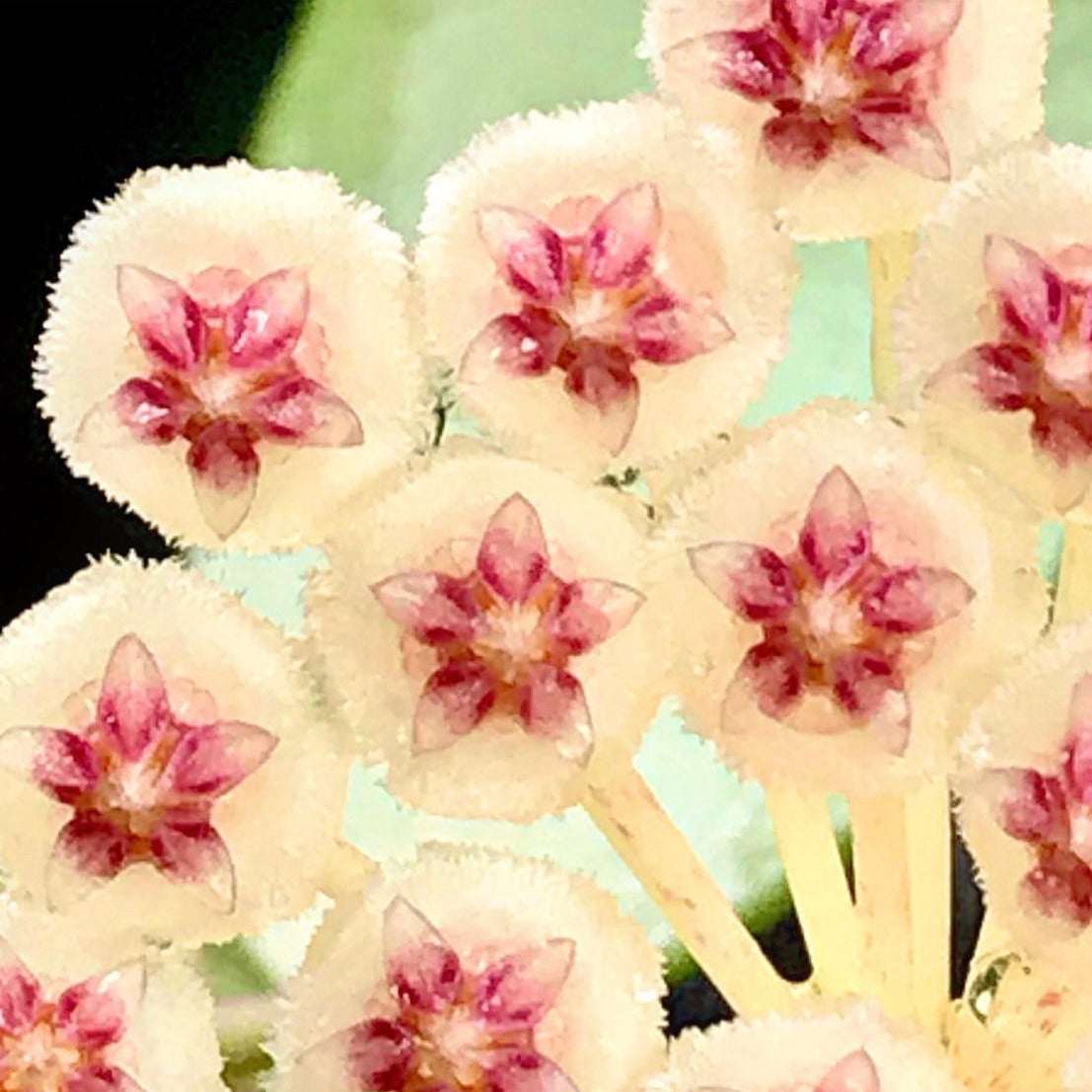 Hoya walliniana H30