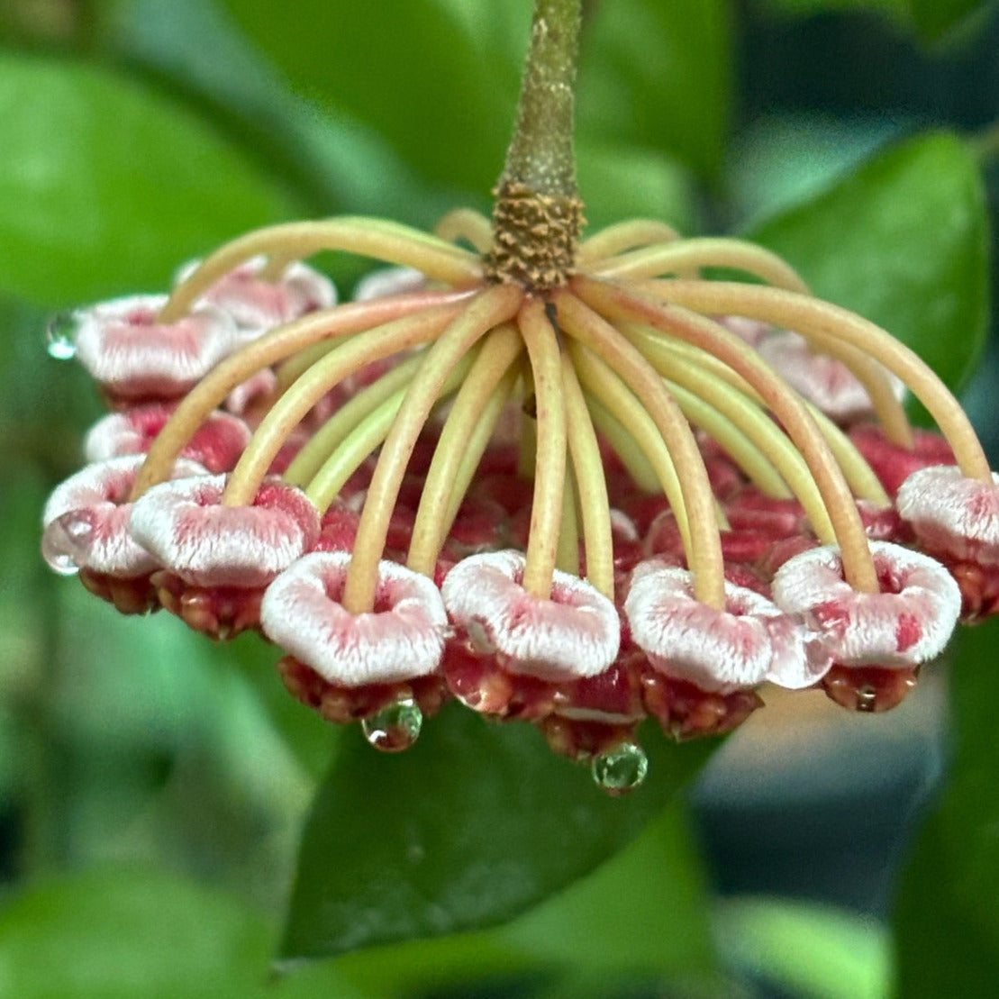 Hoya halophila IML 1116 H103