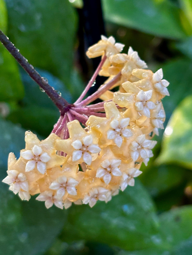 Hoya nicholsoniae H4