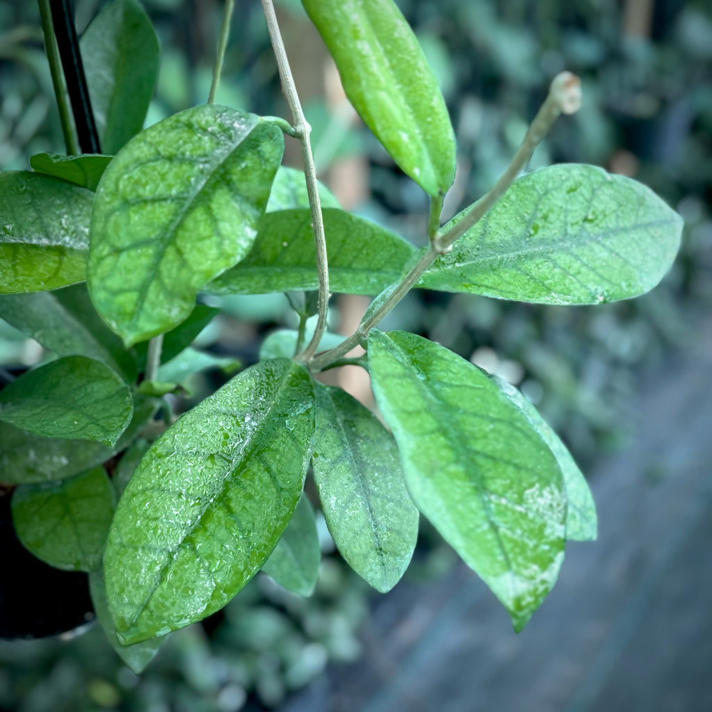 Hoya australis ssp. australis - thin leaf H271