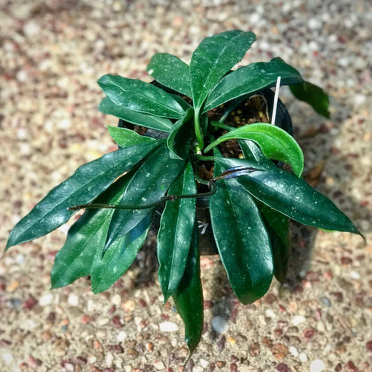 Hoya griffithii IML 1856 H299
