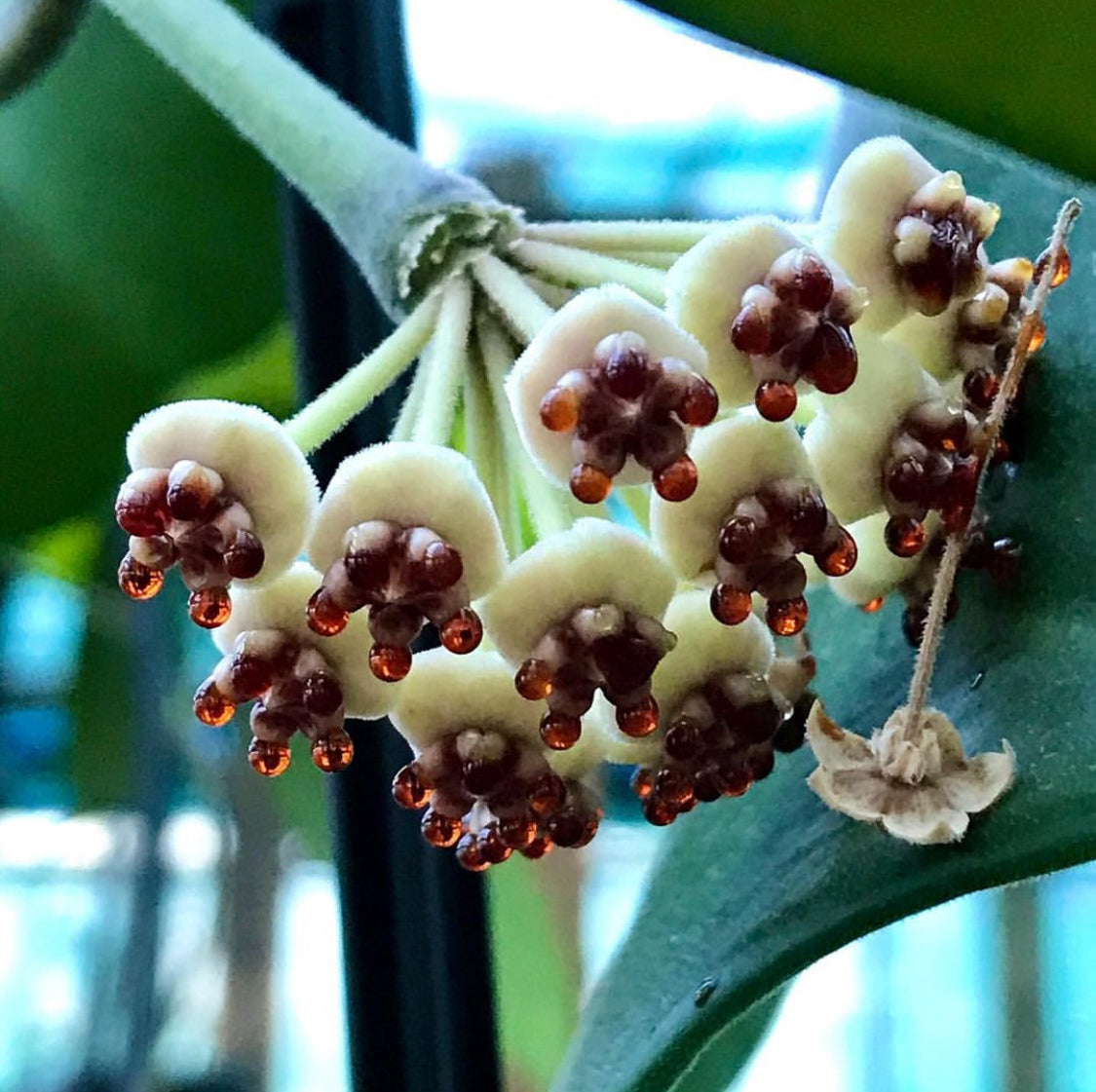 Hoya kerrii H44