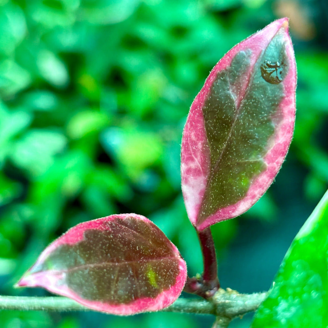 Hoya carnosa variegata 'Purple Pride' H216