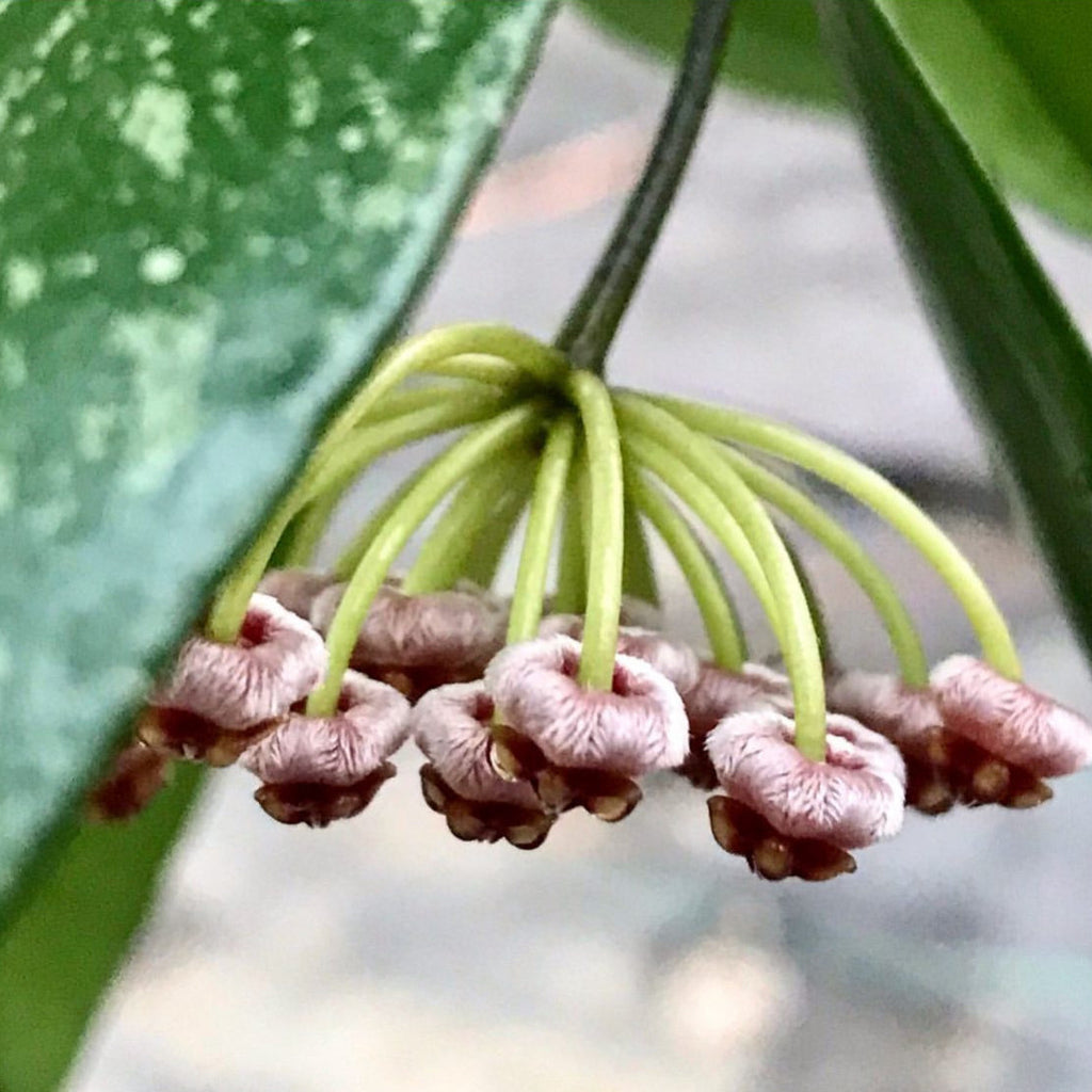 Hoya inconspicua H184