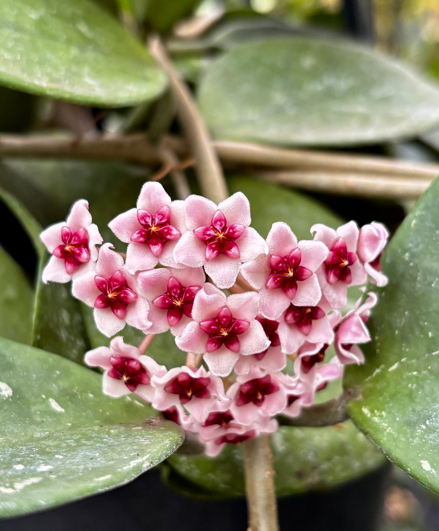 Hoya obovata H18