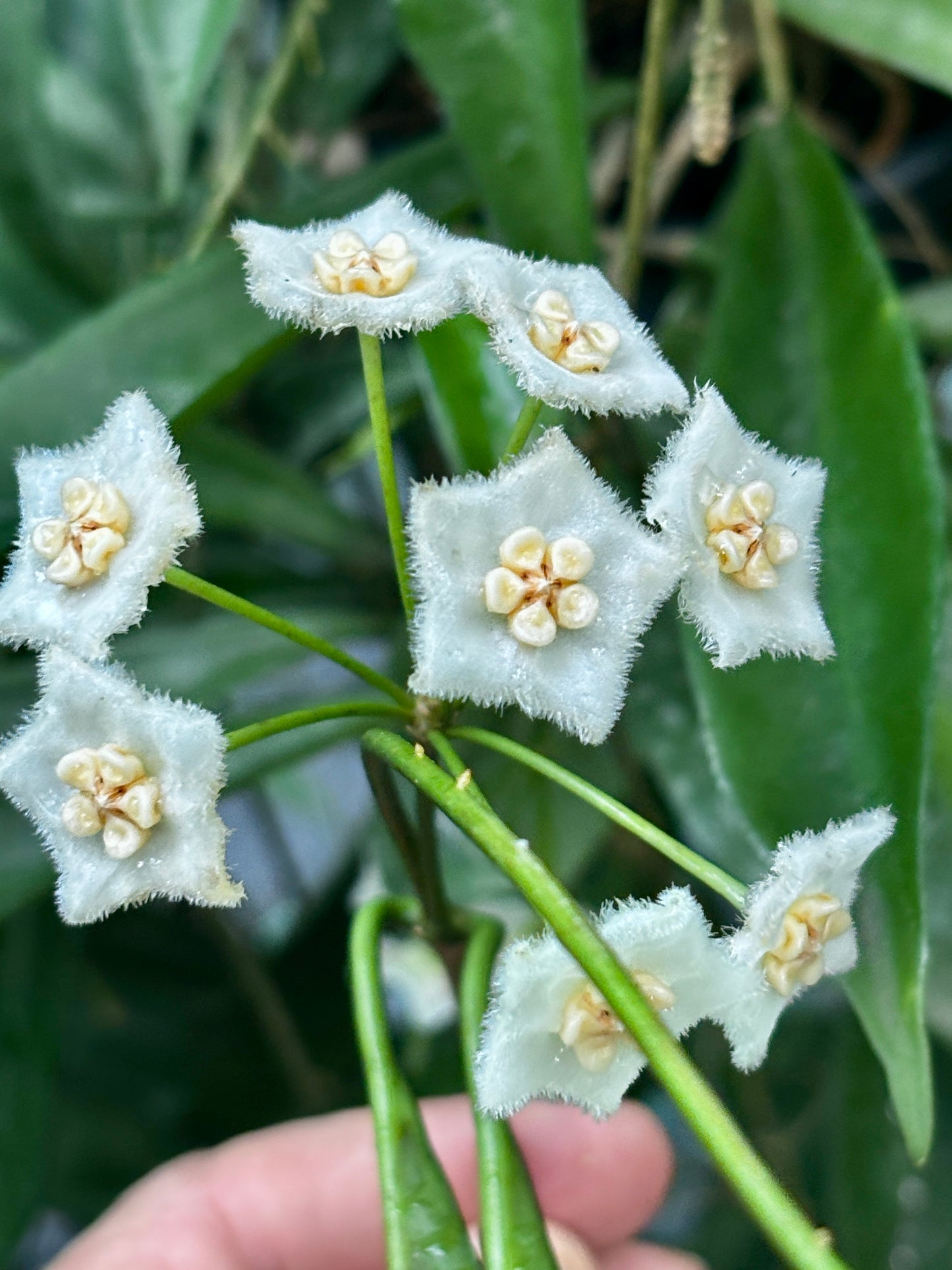 Hoya longifolia IML 0185 H257