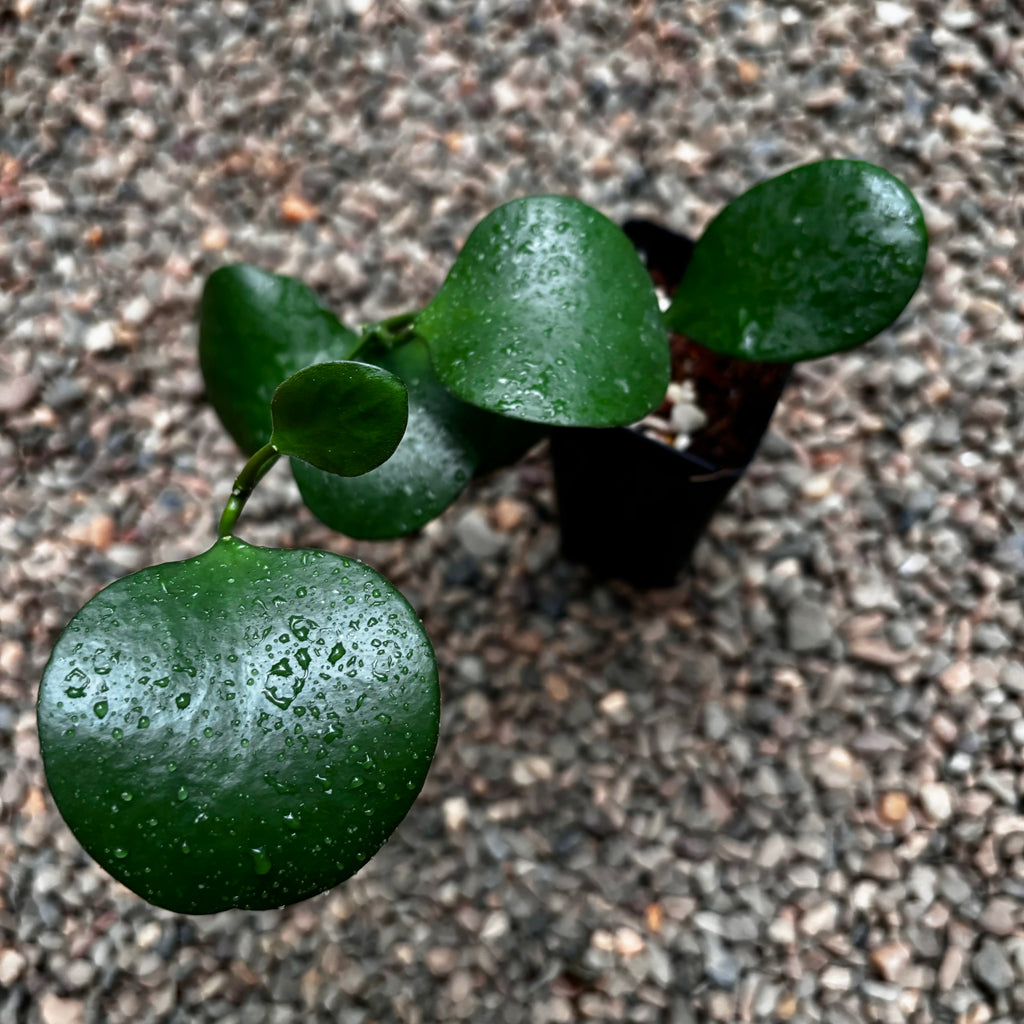 Hoya kastbergii H404