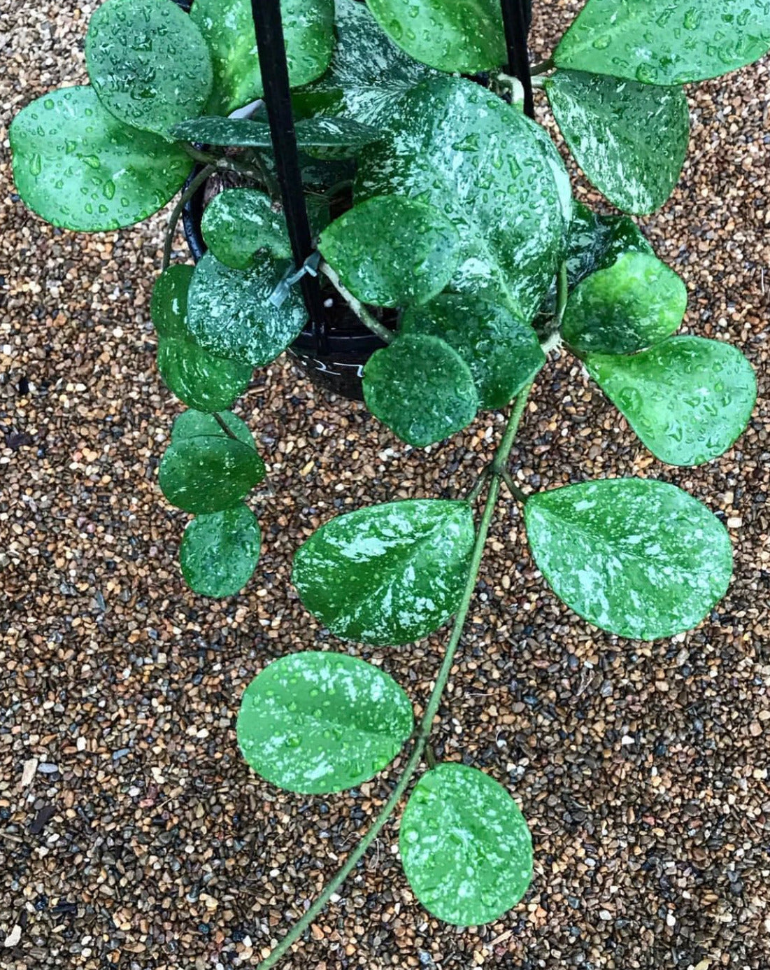 Hoya obovata (splash) H272