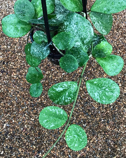 Hoya obovata (splash) H272