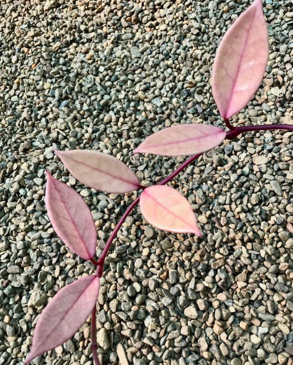 Hoya carnosa variegata 'Purple Pride' H216